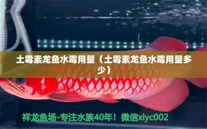 土霉素龍魚水霉用量（土霉素龍魚水霉用量多少） 廣州龍魚批發(fā)市場(chǎng)