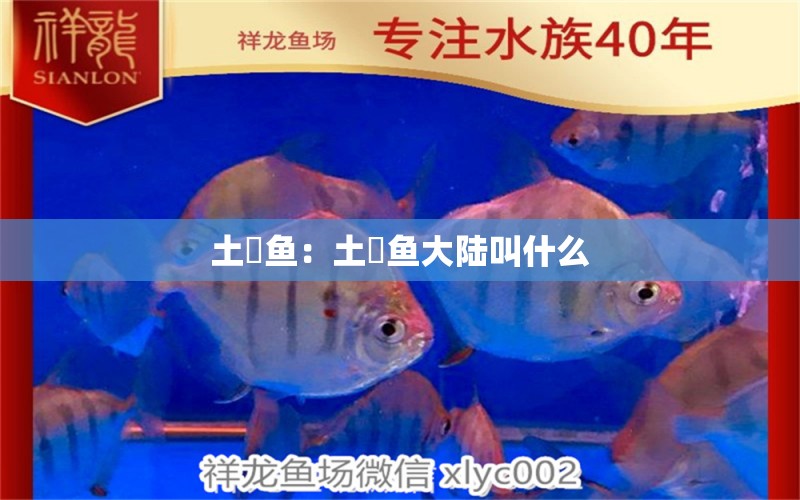 土魠魚(yú)：土魠魚(yú)大陸叫什么