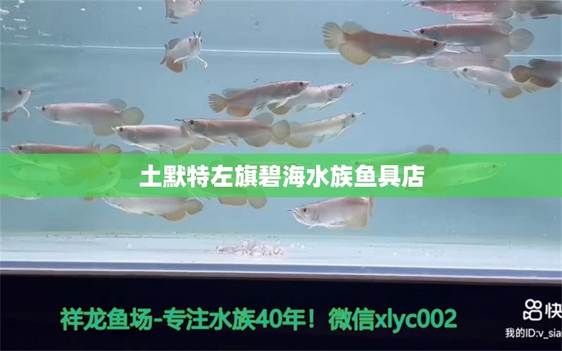 土默特左旗碧海水族魚具店