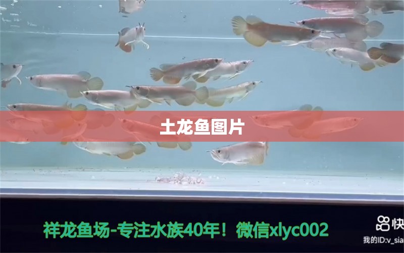 土龍魚圖片