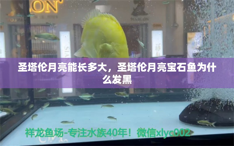 圣塔倫月亮能長多大，圣塔倫月亮寶石魚為什么發(fā)黑 觀賞魚 第2張