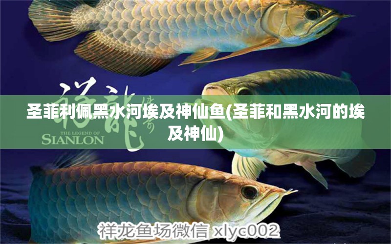 圣菲利佩黑水河埃及神仙魚(yú)(圣菲和黑水河的埃及神仙) 埃及神仙魚(yú)