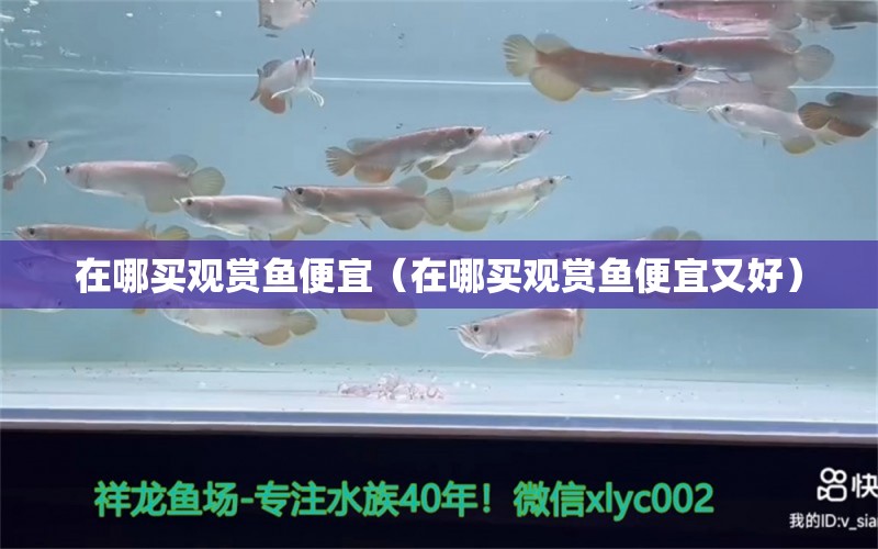 在哪買觀賞魚便宜（在哪買觀賞魚便宜又好）