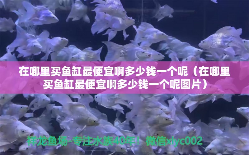 在哪里買魚缸最便宜啊多少錢一個呢（在哪里買魚缸最便宜啊多少錢一個呢圖片）