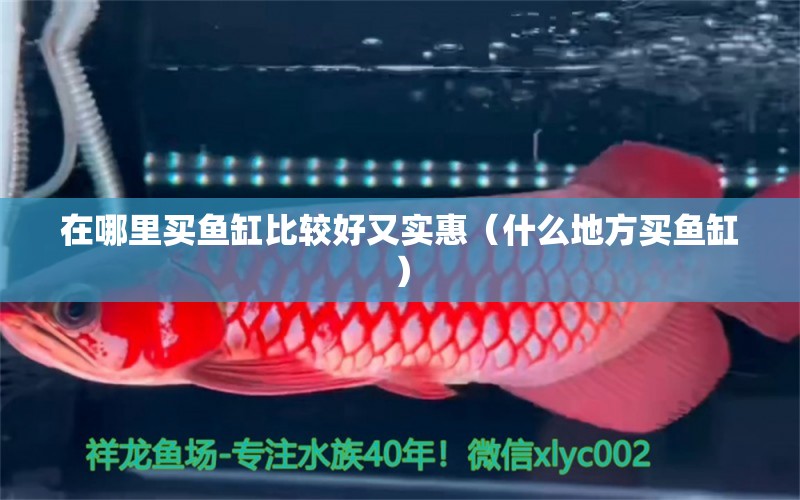 在哪里買魚缸比較好又實惠（什么地方買魚缸） 綠皮辣椒小紅龍