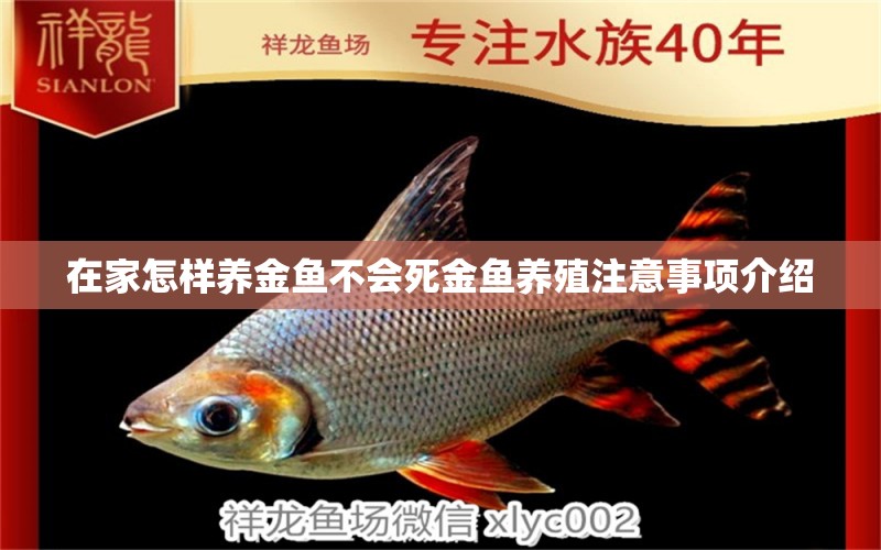 在家怎樣養(yǎng)金魚不會(huì)死金魚養(yǎng)殖注意事項(xiàng)介紹 帝王迷宮 第2張