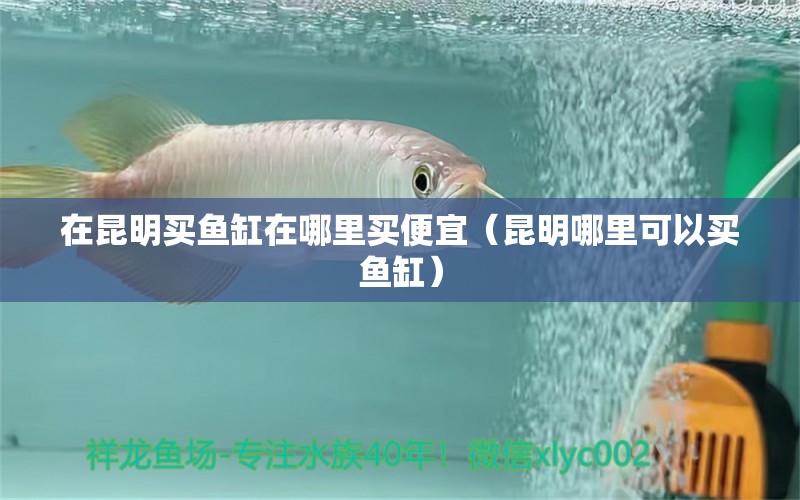 在昆明買魚缸在哪里買便宜（昆明哪里可以買魚缸）