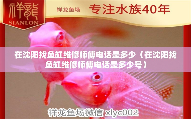 在沈陽找魚缸維修師傅電話是多少（在沈陽找魚缸維修師傅電話是多少號(hào)）