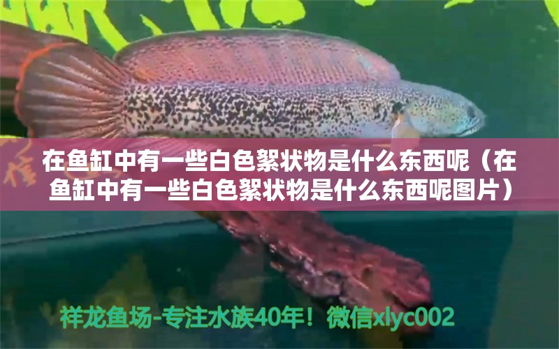 在魚缸中有一些白色絮狀物是什么東西呢（在魚缸中有一些白色絮狀物是什么東西呢圖片） 其他品牌魚缸