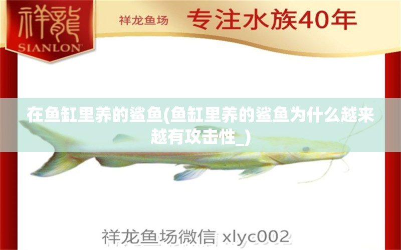 在魚(yú)缸里養(yǎng)的鯊魚(yú)(魚(yú)缸里養(yǎng)的鯊魚(yú)為什么越來(lái)越有攻擊性_) 觀賞魚(yú)市場(chǎng)