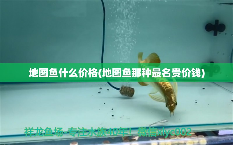 地圖魚什么價格(地圖魚那種最名貴價錢) 稀有金龍魚