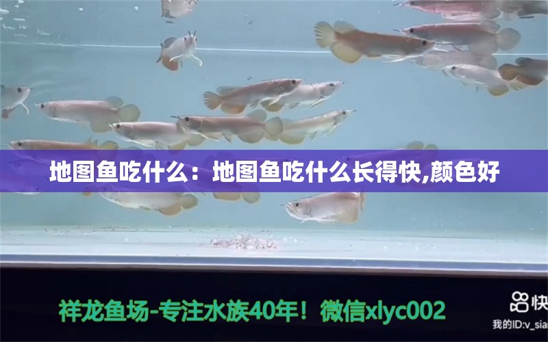 地圖魚吃什么：地圖魚吃什么長得快,顏色好