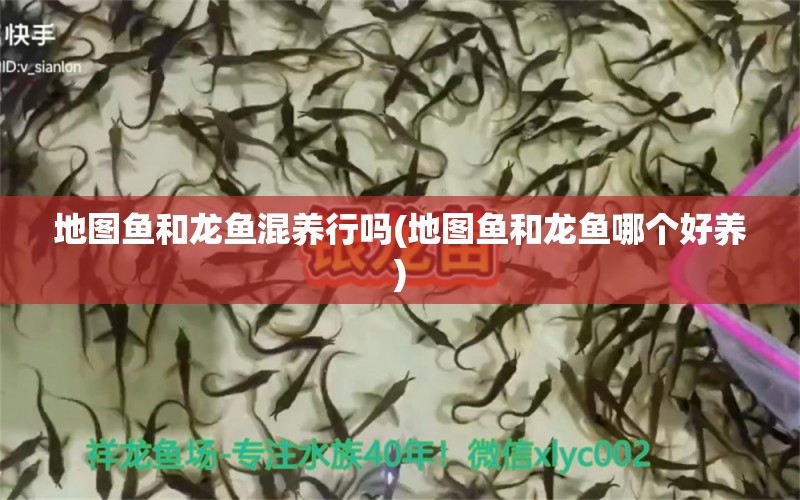 地圖魚和龍魚混養(yǎng)行嗎(地圖魚和龍魚哪個好養(yǎng)) 蝴蝶鯉