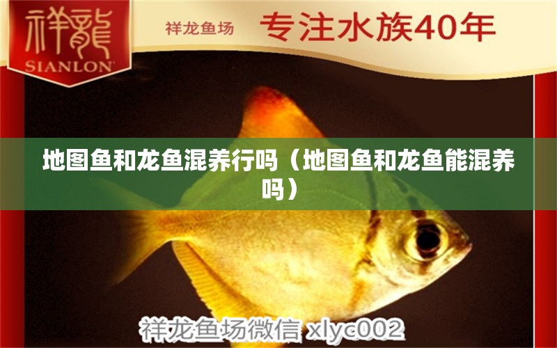 地圖魚和龍魚混養(yǎng)行嗎（地圖魚和龍魚能混養(yǎng)嗎） 祥龍水族醫(yī)院