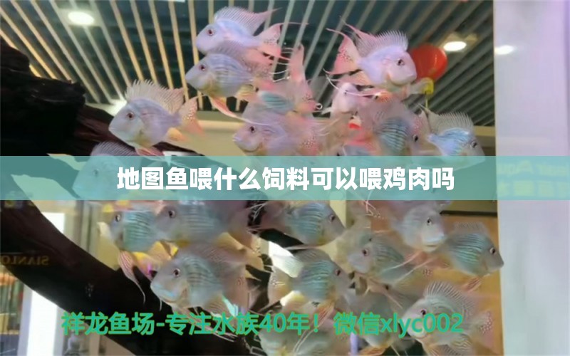 地圖魚喂什么飼料可以喂雞肉嗎 黑云魚 第2張