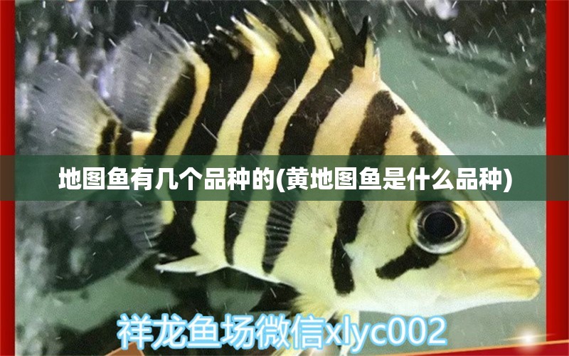 地圖魚有幾個(gè)品種的(黃地圖魚是什么品種) 雙線側(cè)魚