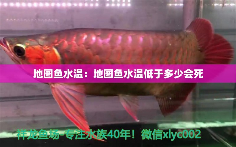 地圖魚水溫：地圖魚水溫低于多少會死 觀賞魚