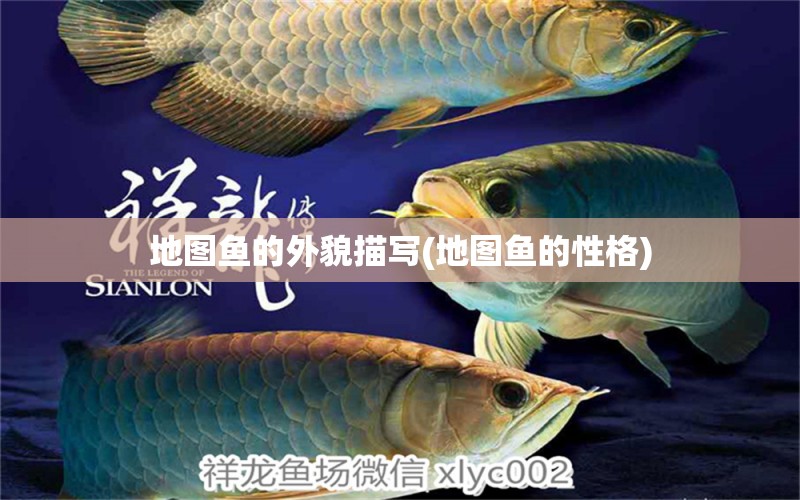 地圖魚的外貌描寫(地圖魚的性格) 魚缸定做