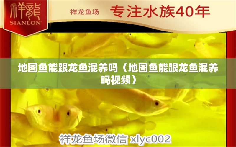 地圖魚能跟龍魚混養(yǎng)嗎（地圖魚能跟龍魚混養(yǎng)嗎視頻） 豹紋夫魚苗