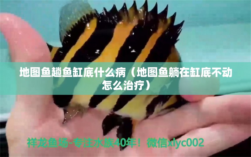 地圖魚趟魚缸底什么?。ǖ貓D魚躺在缸底不動怎么治療）