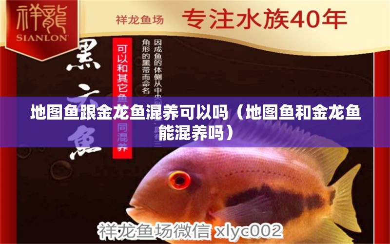 地圖魚跟金龍魚混養(yǎng)可以嗎（地圖魚和金龍魚能混養(yǎng)嗎） 帝王血鉆魚