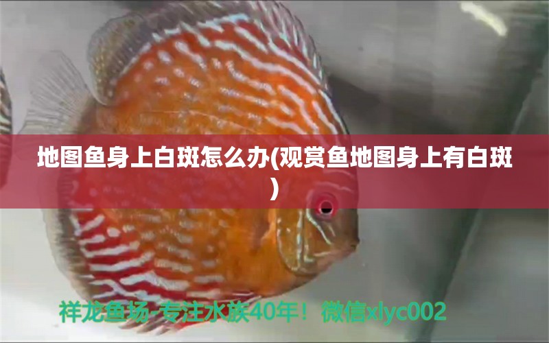 地圖魚身上白斑怎么辦(觀賞魚地圖身上有白斑) 成吉思汗鯊（球鯊）魚