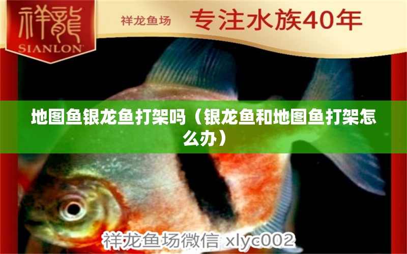 地圖魚銀龍魚打架嗎（銀龍魚和地圖魚打架怎么辦） 銀龍魚