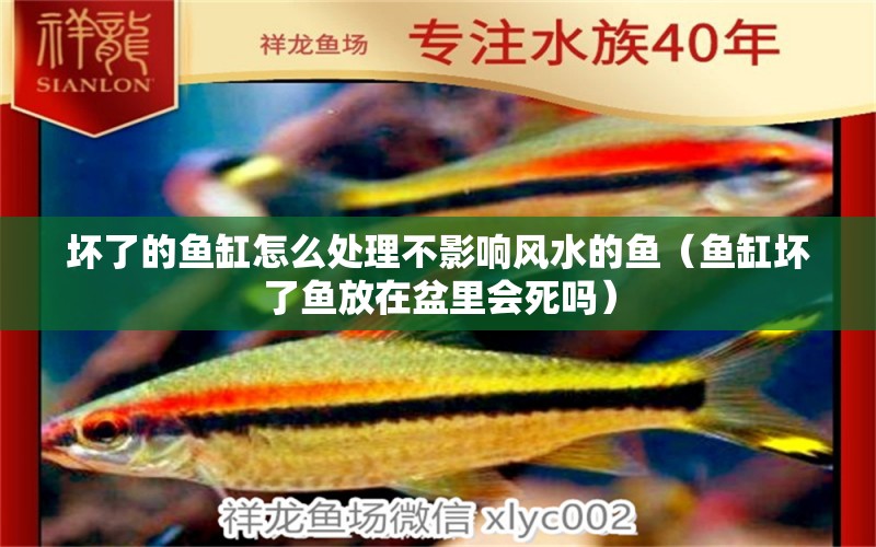 壞了的魚缸怎么處理不影響風水的魚（魚缸壞了魚放在盆里會死嗎）