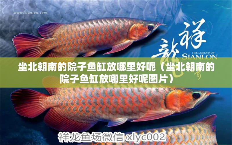 坐北朝南的院子魚缸放哪里好呢（坐北朝南的院子魚缸放哪里好呢圖片）