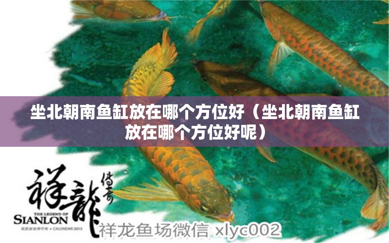 坐北朝南魚缸放在哪個方位好（坐北朝南魚缸放在哪個方位好呢）