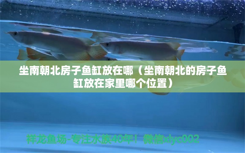 坐南朝北房子魚缸放在哪（坐南朝北的房子魚缸放在家里哪個位置）