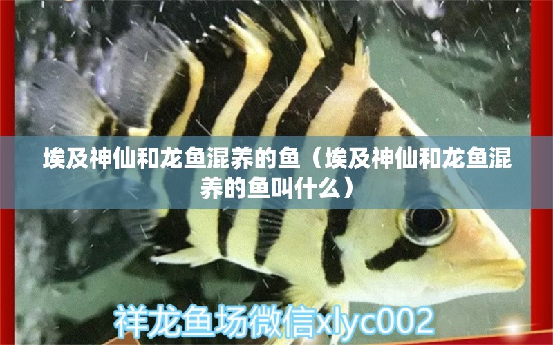 埃及神仙和龍魚混養(yǎng)的魚（埃及神仙和龍魚混養(yǎng)的魚叫什么） 純血皇冠黑白魟魚