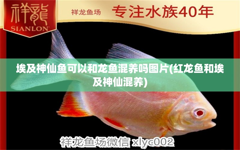 埃及神仙魚可以和龍魚混養(yǎng)嗎圖片(紅龍魚和埃及神仙混養(yǎng))