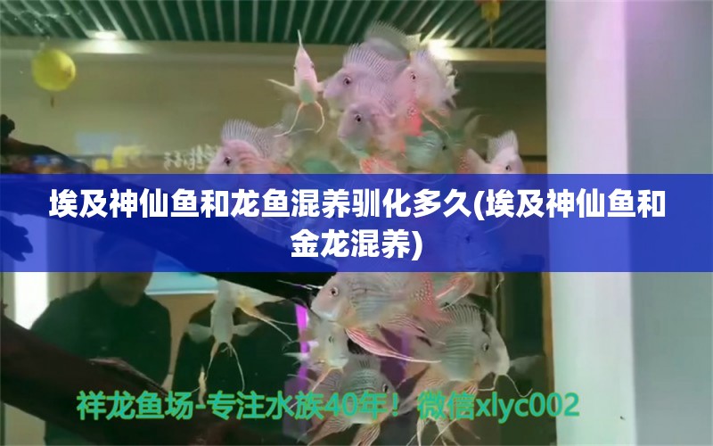 埃及神仙魚和龍魚混養(yǎng)馴化多久(埃及神仙魚和金龍混養(yǎng)) 埃及神仙魚 第1張