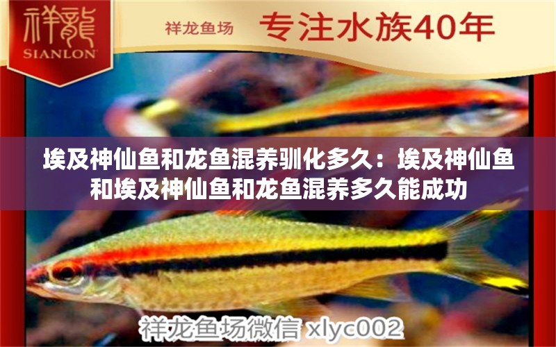 埃及神仙魚(yú)和龍魚(yú)混養(yǎng)馴化多久：埃及神仙魚(yú)和埃及神仙魚(yú)和龍魚(yú)混養(yǎng)多久能成功