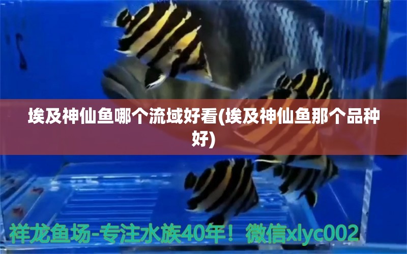 埃及神仙魚(yú)哪個(gè)流域好看(埃及神仙魚(yú)那個(gè)品種好) 埃及神仙魚(yú)