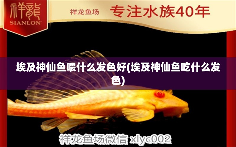 埃及神仙魚喂什么發(fā)色好(埃及神仙魚吃什么發(fā)色) 埃及神仙魚