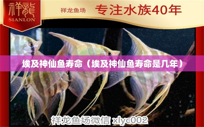 埃及神仙魚壽命（埃及神仙魚壽命是幾年） 埃及神仙魚