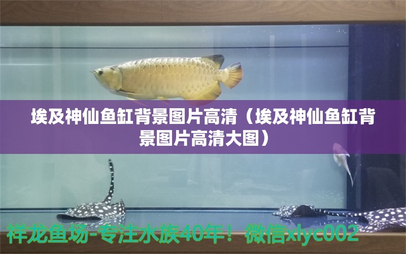 埃及神仙魚缸背景圖片高清（埃及神仙魚缸背景圖片高清大圖）