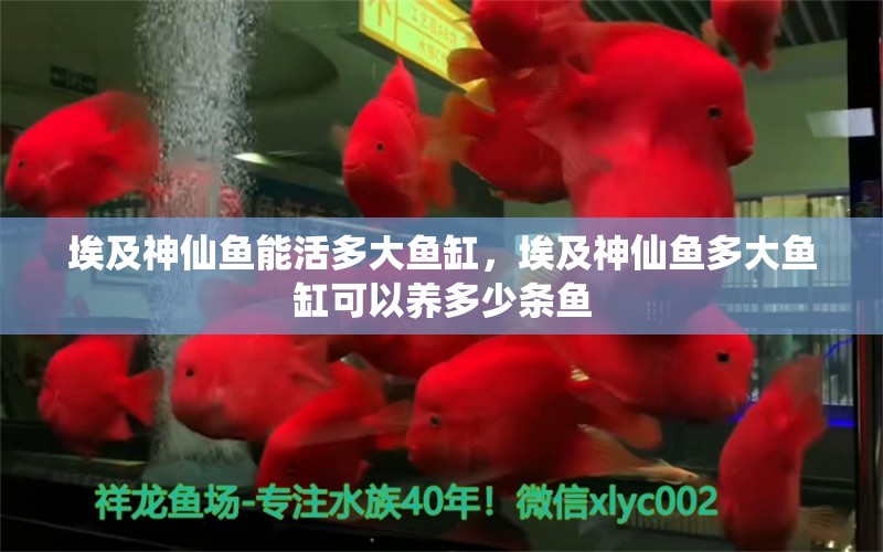 埃及神仙魚能活多大魚缸，埃及神仙魚多大魚缸可以養(yǎng)多少條魚 埃及神仙魚