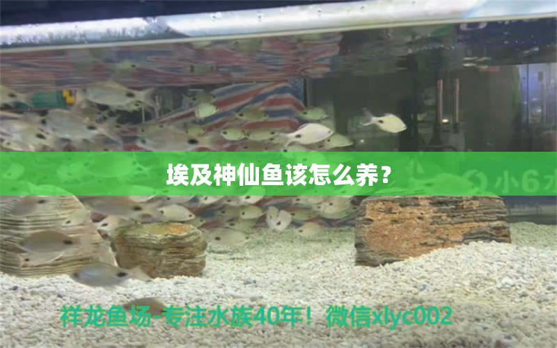 埃及神仙魚該怎么養(yǎng)？ 埃及神仙魚