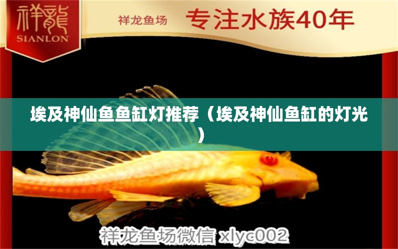 埃及神仙魚魚缸燈推薦（埃及神仙魚缸的燈光）