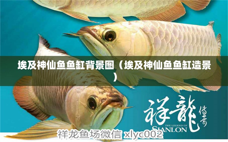 埃及神仙魚魚缸背景圖（埃及神仙魚魚缸造景） 埃及神仙魚