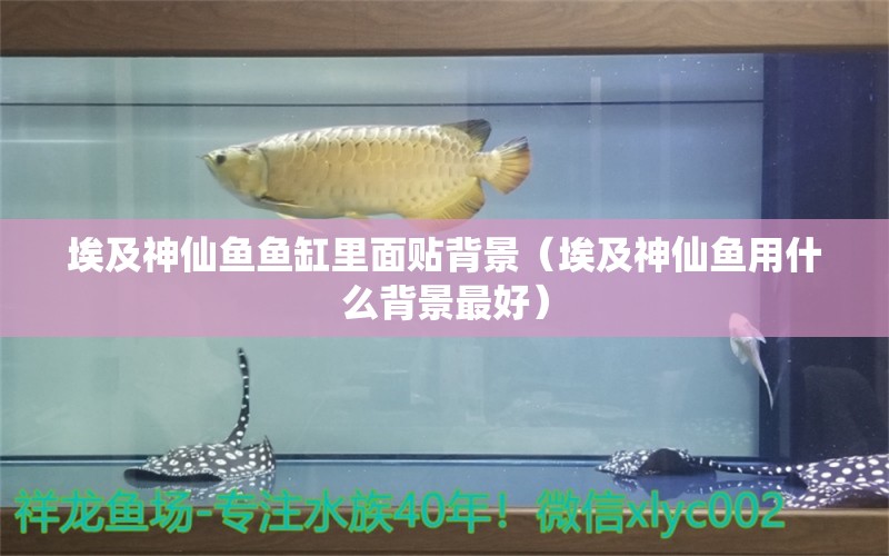 埃及神仙魚魚缸里面貼背景（埃及神仙魚用什么背景最好）