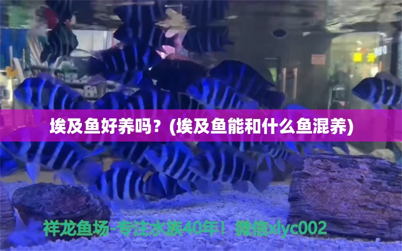 埃及魚好養(yǎng)嗎？(埃及魚能和什么魚混養(yǎng)) 水族雜談