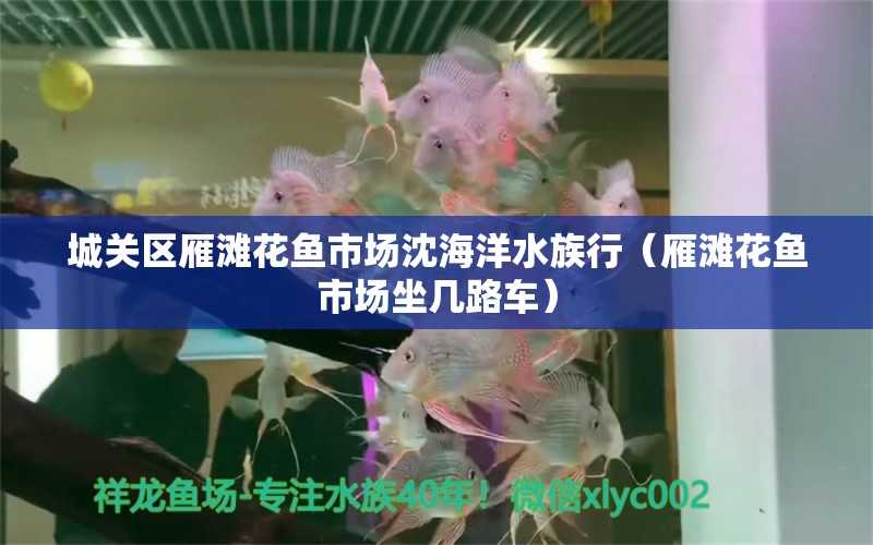 城關(guān)區(qū)雁灘花魚市場沈海洋水族行（雁灘花魚市場坐幾路車）