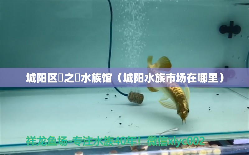 城陽區(qū)犇之犇水族館（城陽水族市場在哪里）