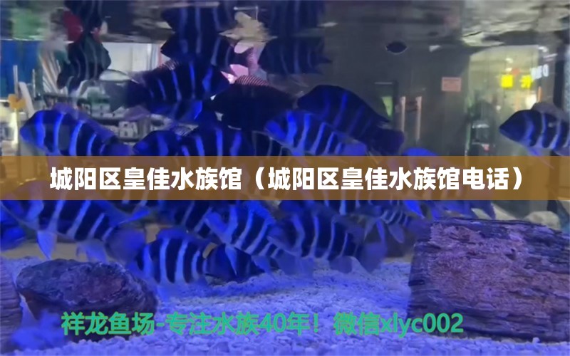 城陽區(qū)皇佳水族館（城陽區(qū)皇佳水族館電話） 全國(guó)水族館企業(yè)名錄