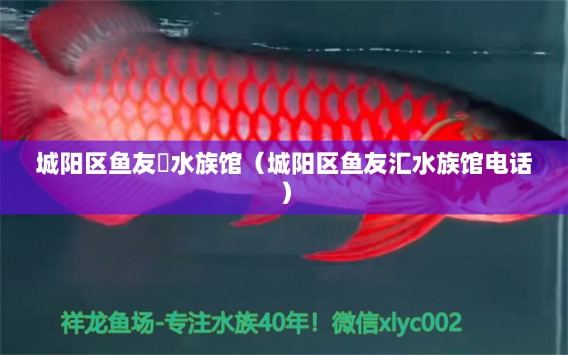 城陽區(qū)魚友匯水族館（城陽區(qū)魚友匯水族館電話）