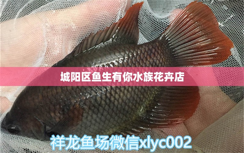 城陽區(qū)魚生有你水族花卉店 全國(guó)水族館企業(yè)名錄